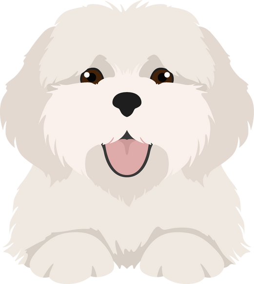 Coton De Tulear Clipart. Different Poses, Coat Colors Set